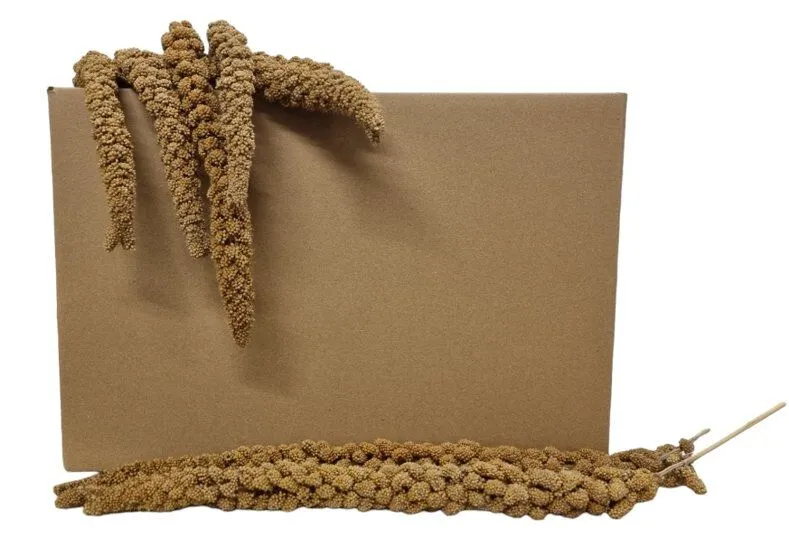 Octave Bauchant - Millet Jaune en Grappes Carton