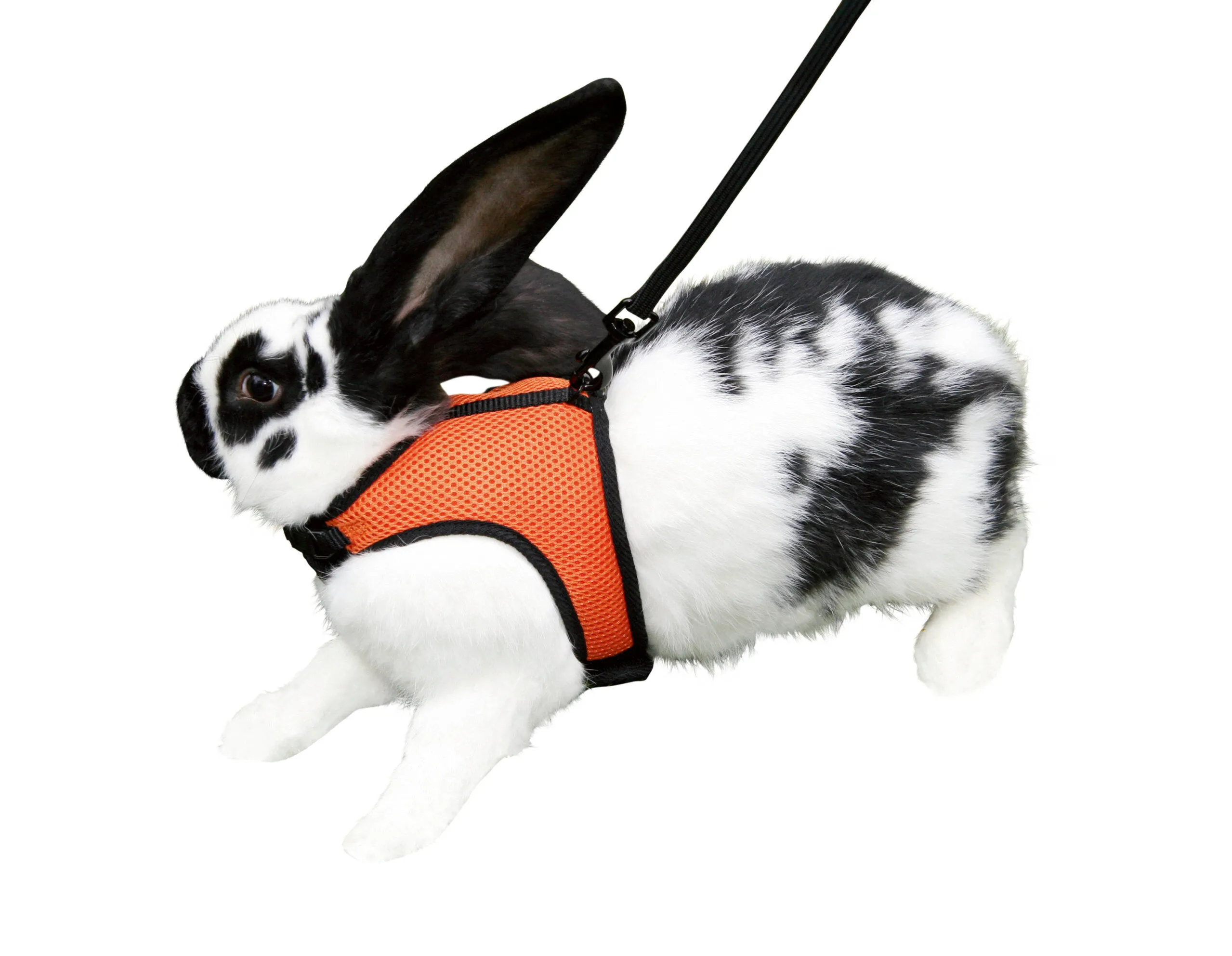 Kerbl - Harnais + Laisse de Sport pour Lapin - 120cm
