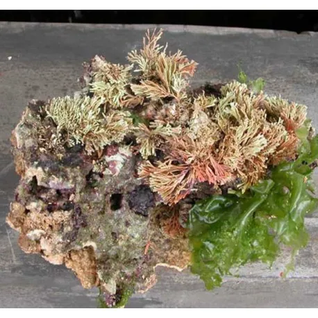 50kg de pierres vivantes d'Indonésie Premium 1ère Qualité