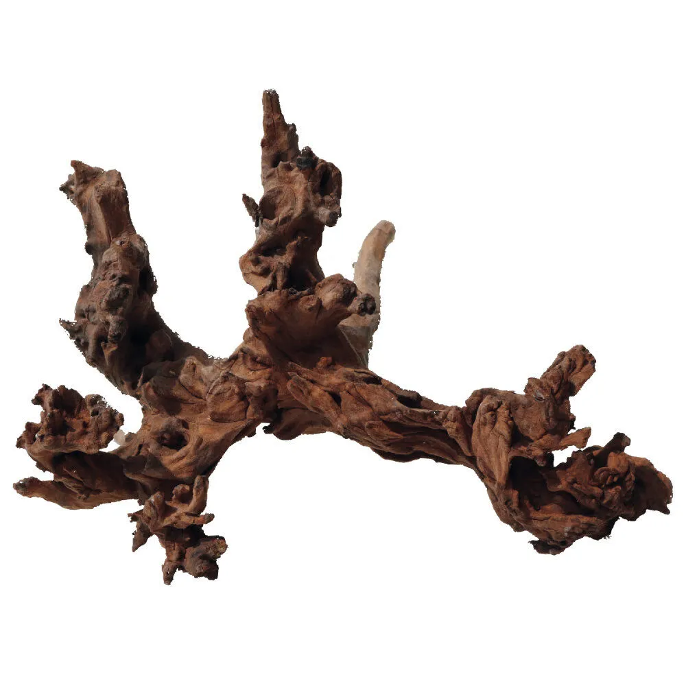 Amtra - Racine Naturelle Mystic Wood