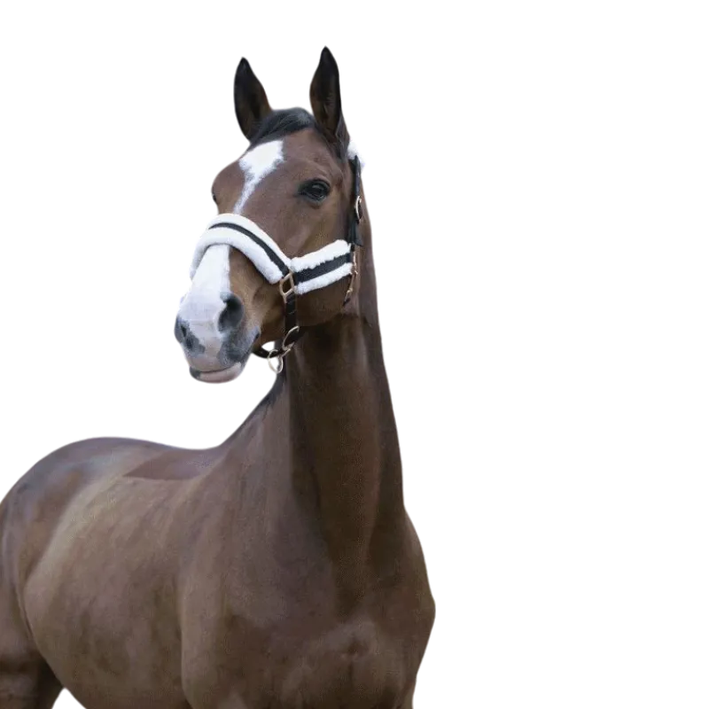 Norton - Licol Confort noir/bouclerie or rose