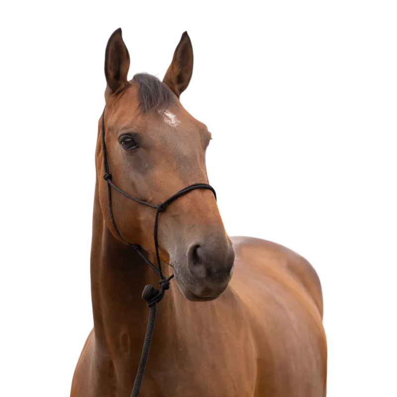 Licol éthologique doux noir