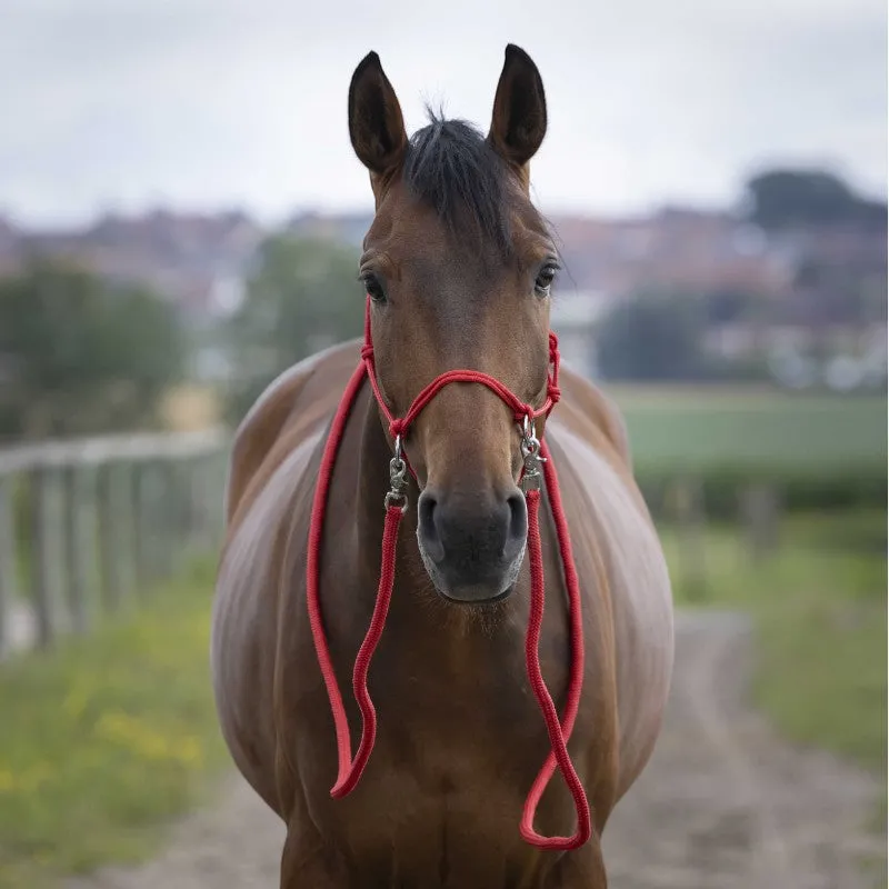 Norton - Licol éthologique avec rênes rouge