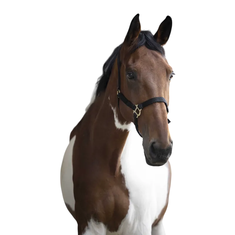 Norton - Licol nylon double épaisseur noir