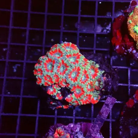 Acanthastreas 4-6 cm