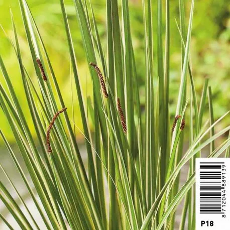 Acorus gramineus Variegatus (Feuillage panaché) pot 18 x 18 cm