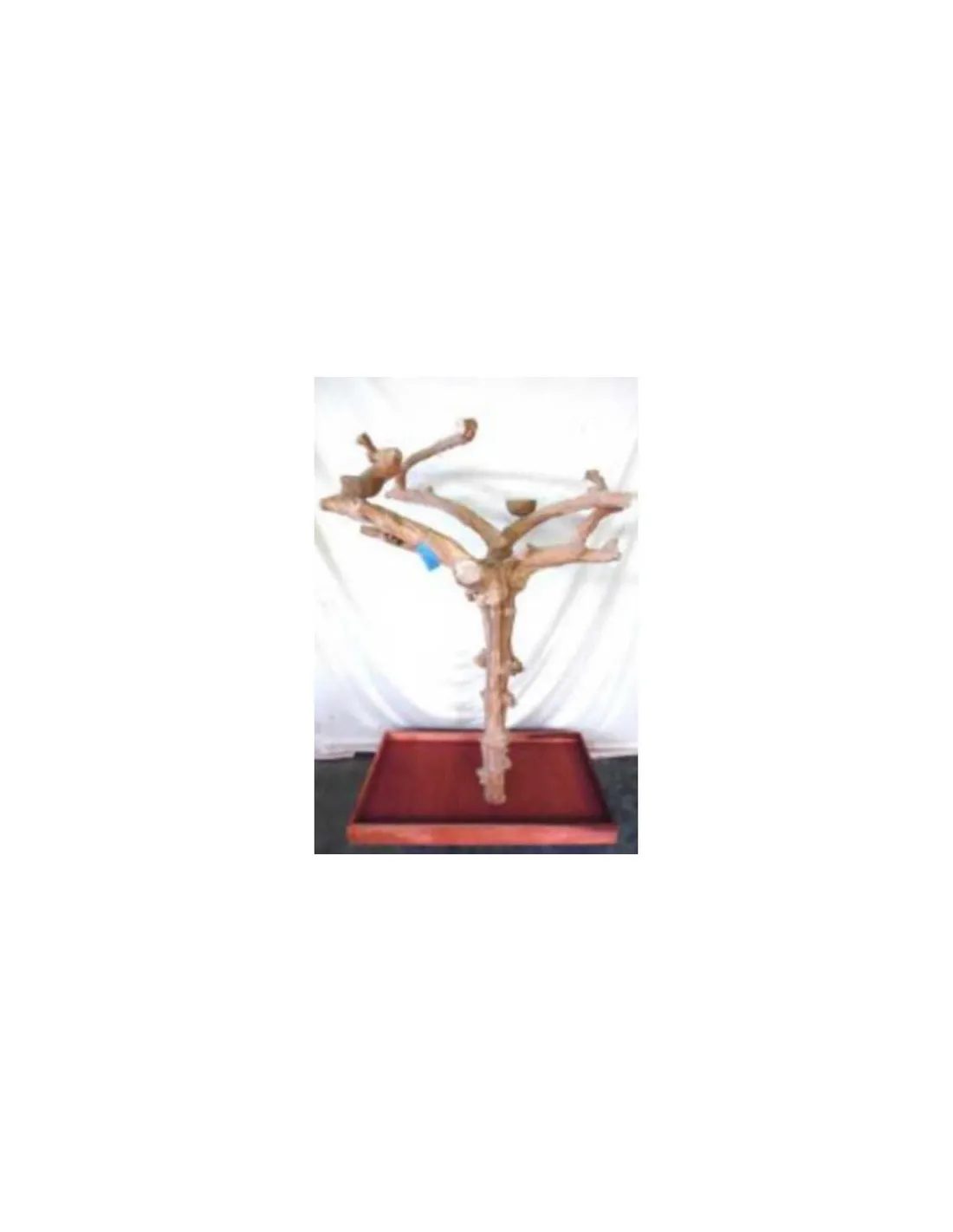 Arbre Java Toui Celeste