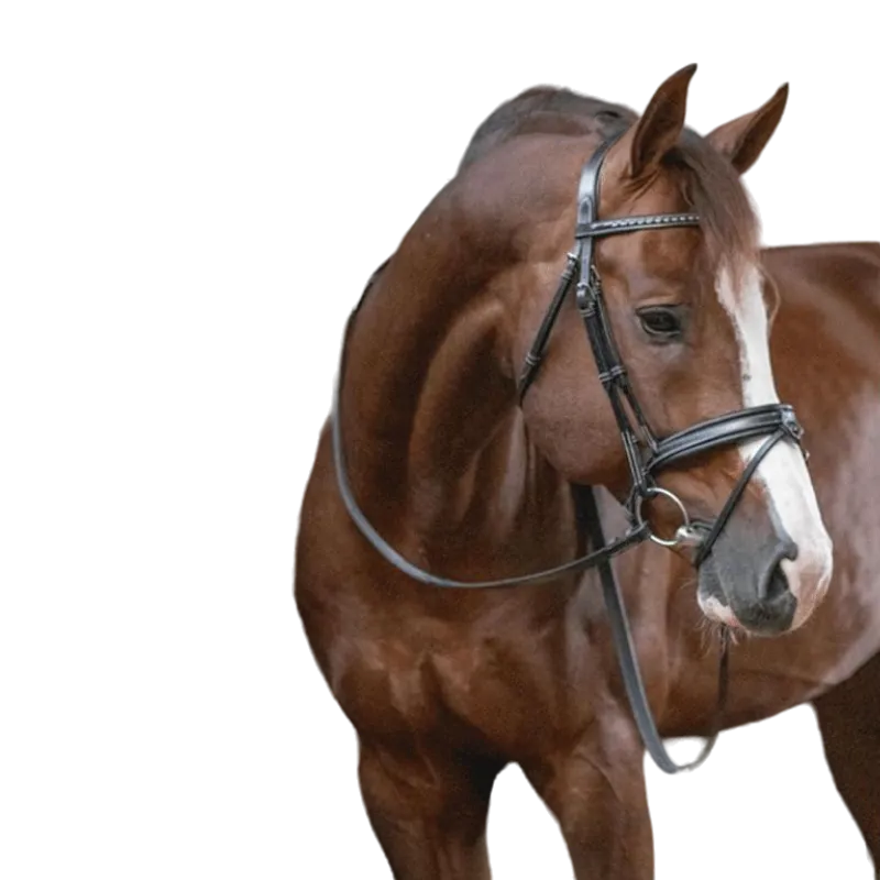 Pénélope - Bridon daily noir