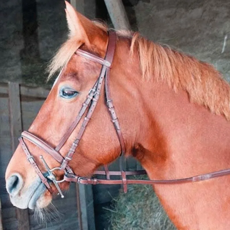 TdeT -  Bridon avec rênes Sisley muserolle combinée tabac
