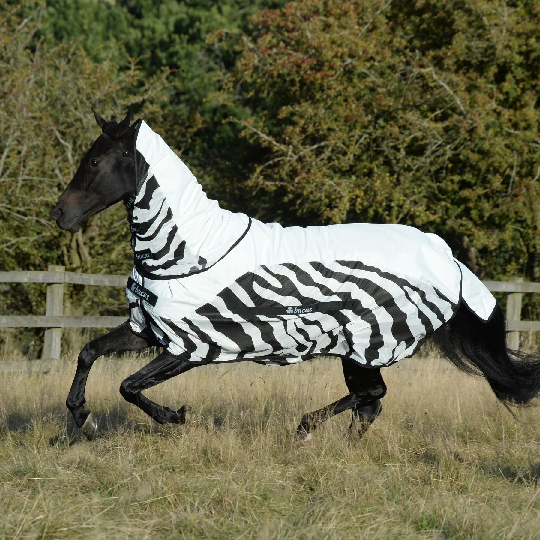 Couverture anti-mouches pour cheval imperméable Rain Zebra