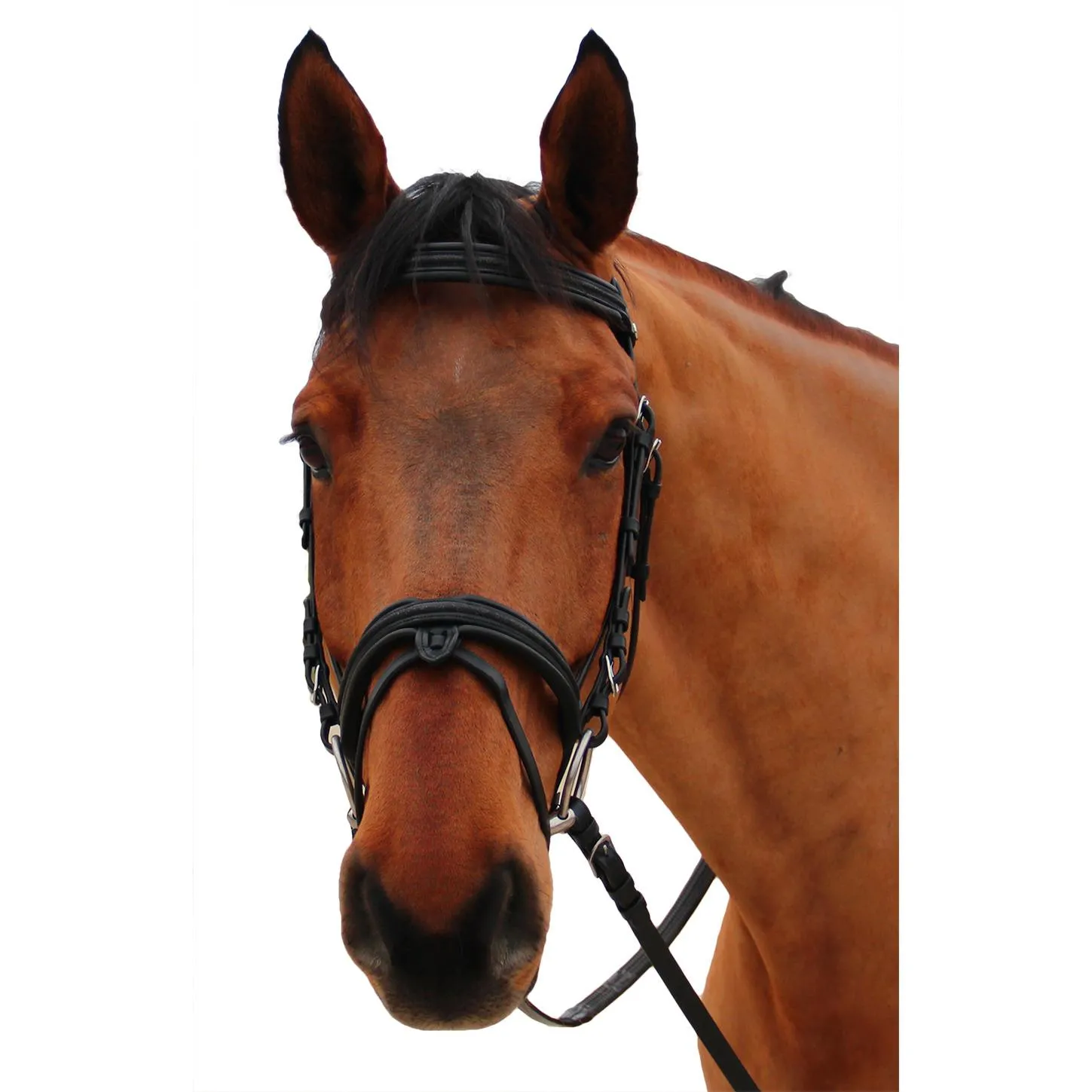 Bridons équitation pour cheval Mylord