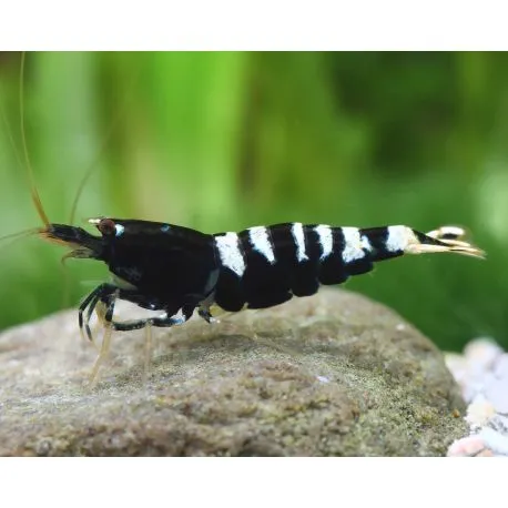 Caridina pinto black lot de 5