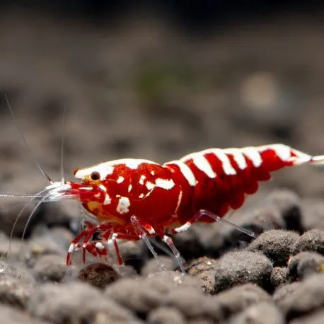 Caridina pinto red lot de 2