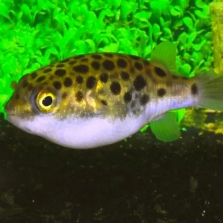 Carinotetraodon Nigroviridis 3-4 cm