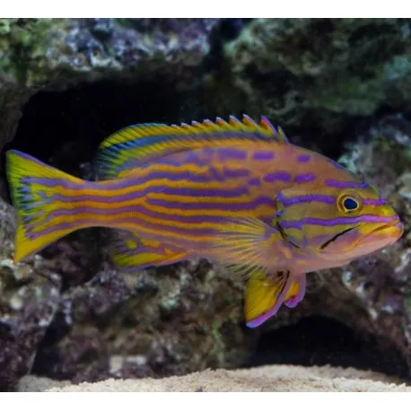 Cephalopholis polleni 8-10 cm