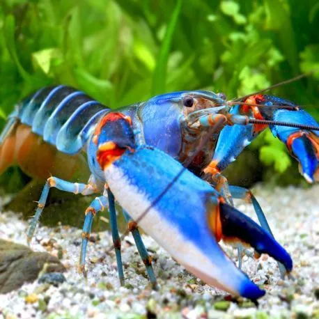 Cherax alyciae - lobster blue kong lot de 2