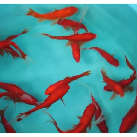 Cometes rouges 10-12 cm lot de 20