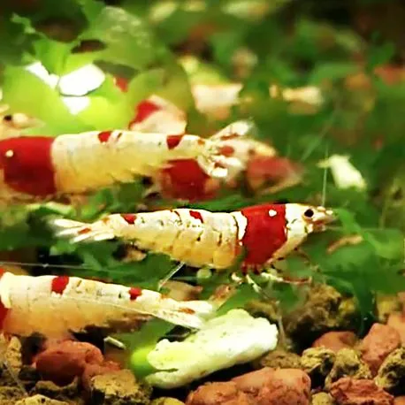 Crevette red Crystal K2-K4 lot de 5