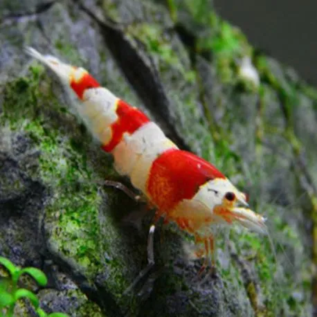 Crevettes red crystal - Caridina Cantonensis  lot de 5