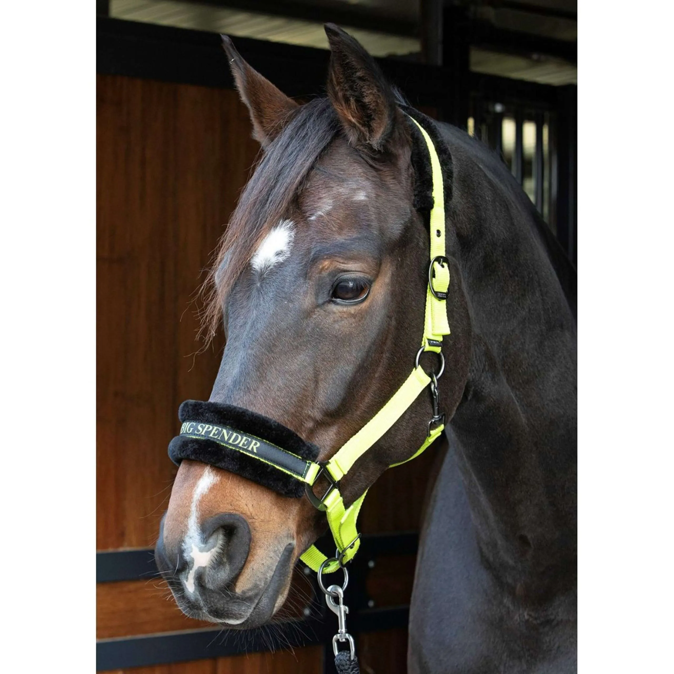 Paroles et citations de Harry's Horse Halter Limette