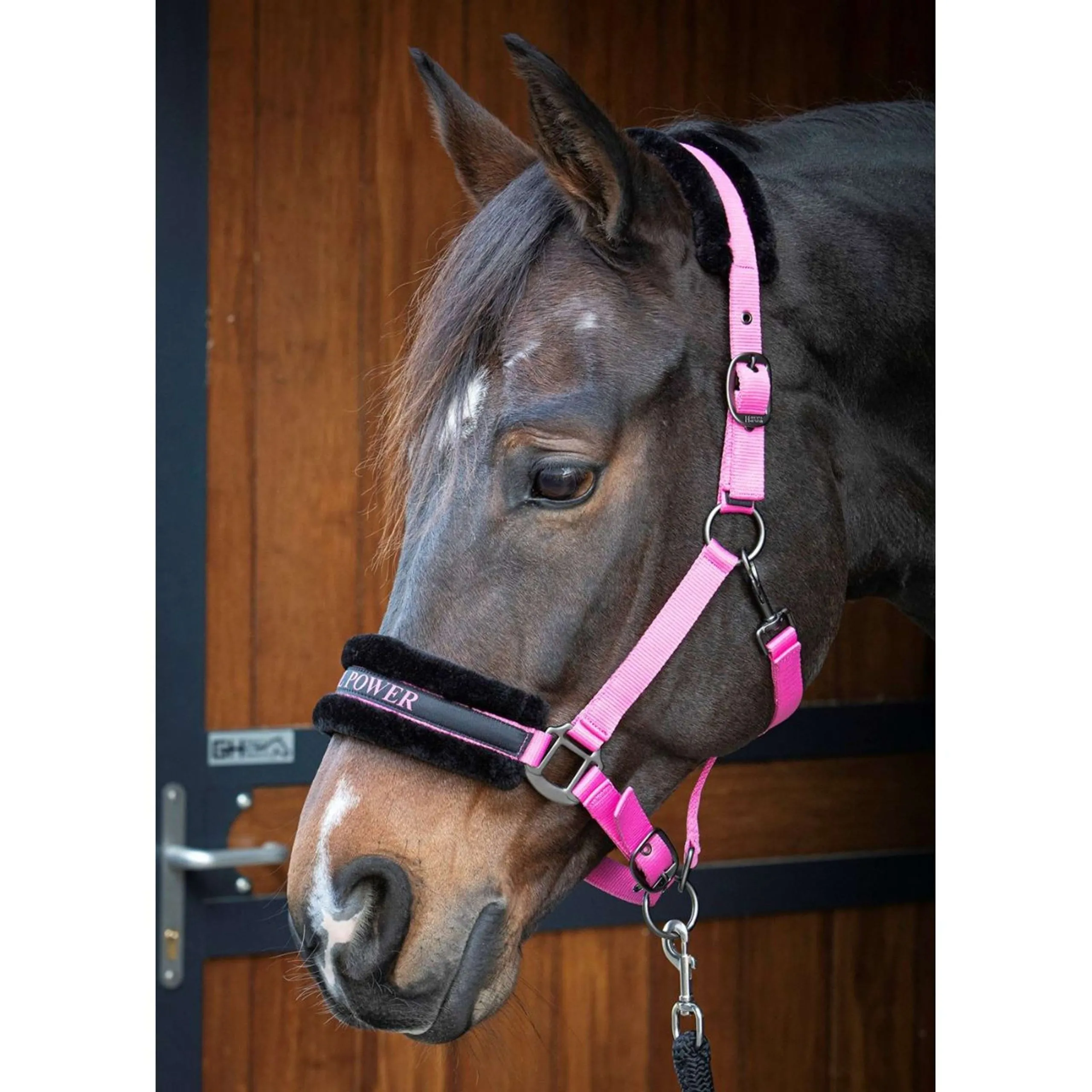 Paroles et citations de Harry's Horse Halter Rose