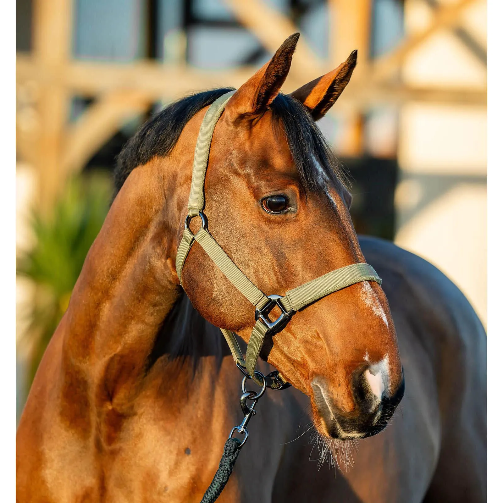 Ensemble licol et longe pour cheval Amigo