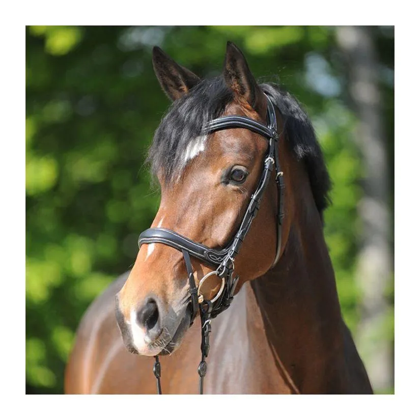 Bridons équitation Ivy Plus