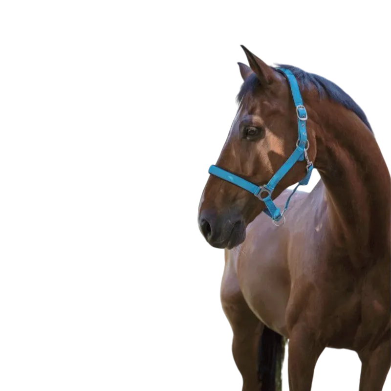 Norton - Licol fluo doublé bleu