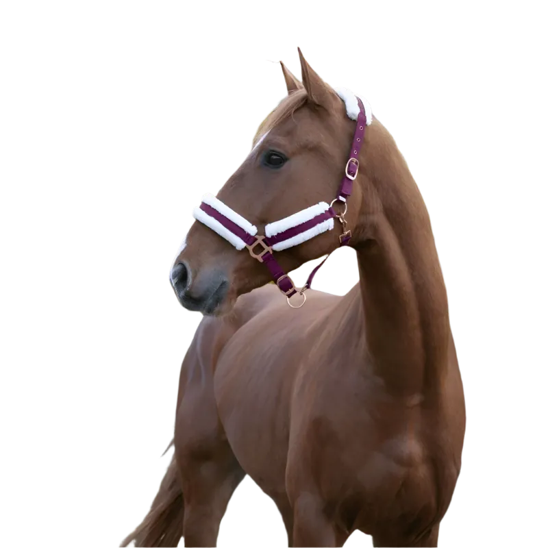 Norton - Licol Confort bordeaux/bouclerie or rose