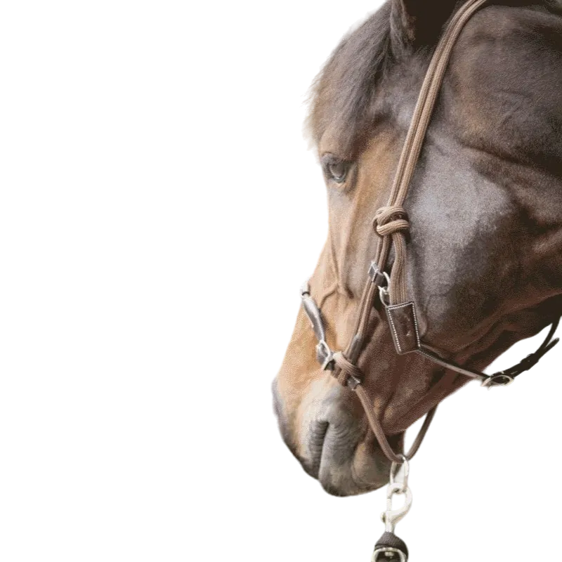 Pénélope - Licol éthologique Havane