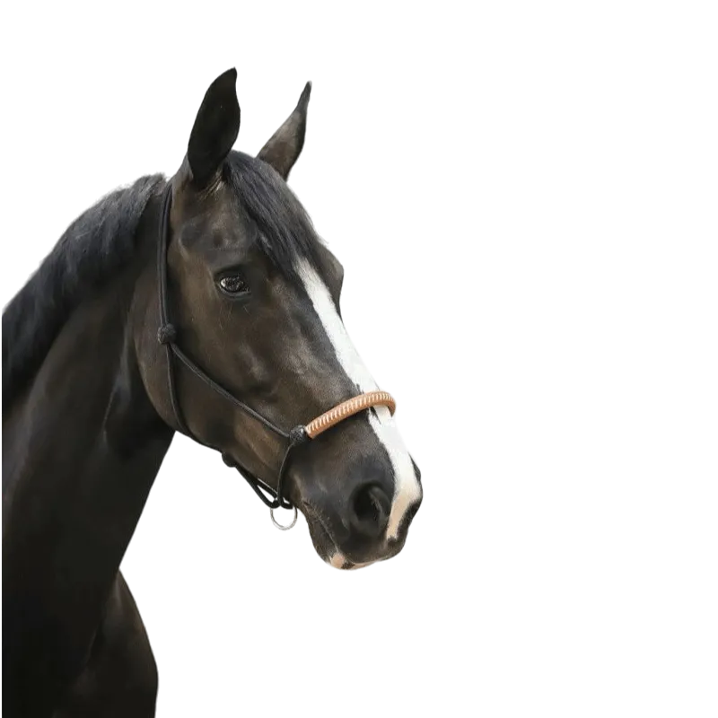 Pénélope - Licol éthologique américain noir