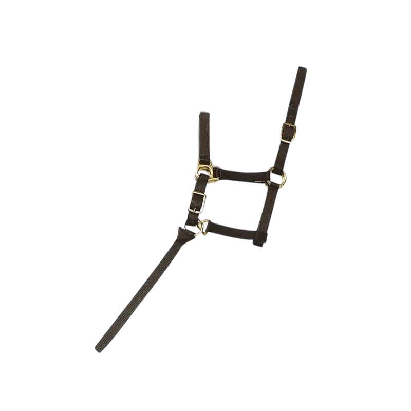 Norton - Licol foal + longe noir