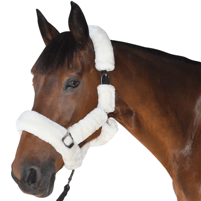 Canter - Licol de transport naturel