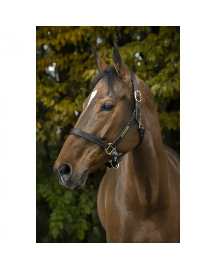 licol Norton à double réglage