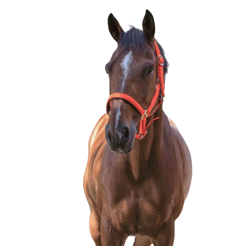 Norton - Licol fluo doublé Orange