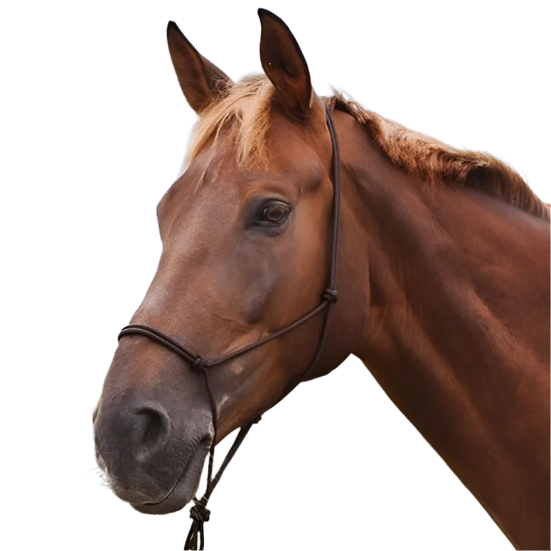 Norton - Licol éthologique doux marron