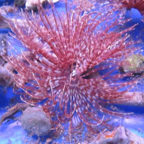 Megalomma vesiculosum lanigera - Spirographe commun