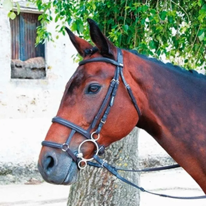 TdeT - Muserolle française/allemande noir
