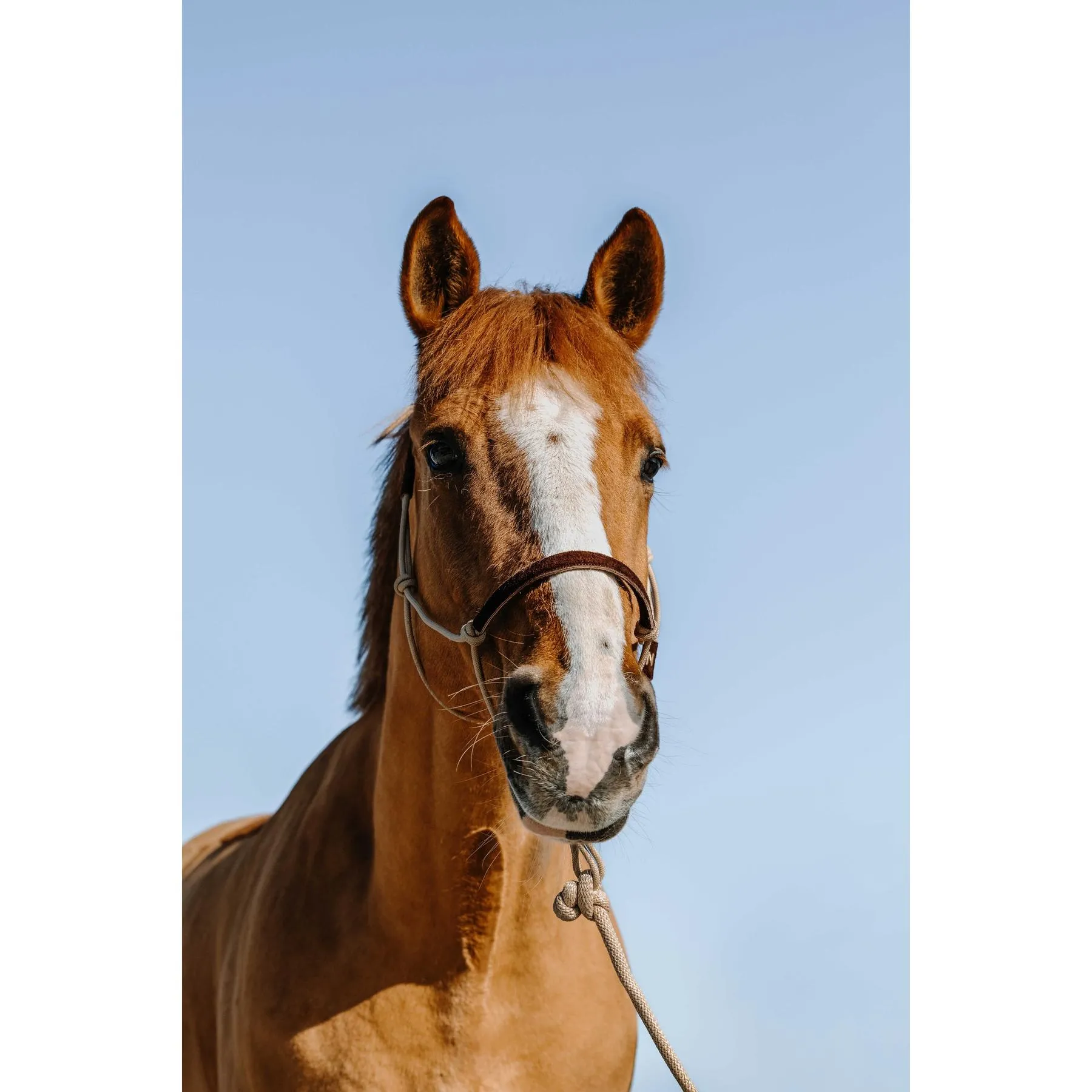 Ensemble licol et longe pour cheval Suède