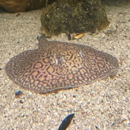 Potamotrygon Hybride high quality 10-12 cm mâle