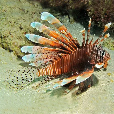 Pterois volitans : 9 à 12 cm