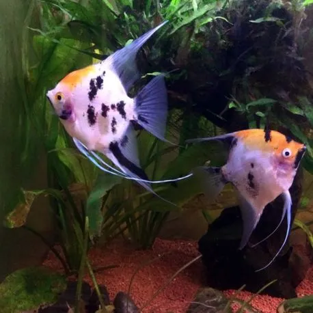 Pterophyllum-Scalaires assortis 8-9cm