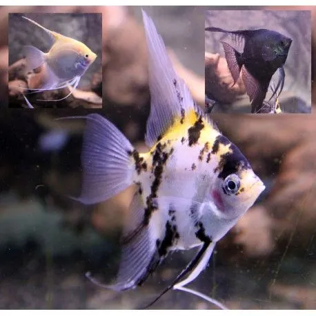 Pterophyllum Scalaires tête jaune 2-3 cm lot de 10