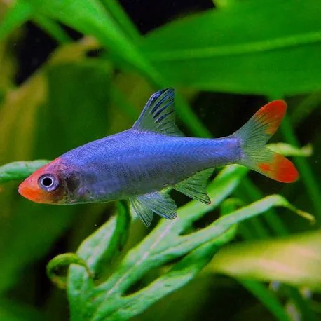 Sawbwa Resplendens 2 cm lot de 3