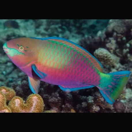 Scarus Quoyi : 10-12 cm