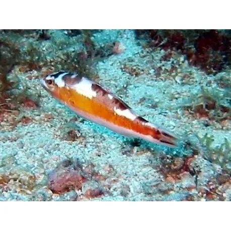 Serranus tabacarius : 3-4 cm