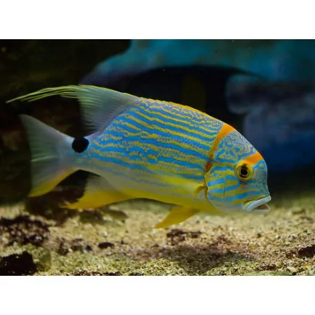 Symphorichthys Spilurus 12-15cm