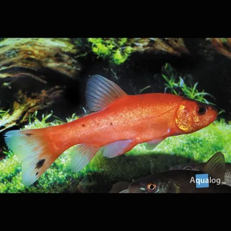 Tanches de Mongolies 18-20 cm