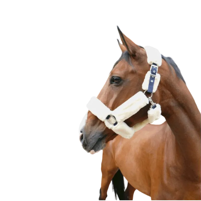 Equithème - Licol de transport Teddy marine/ écru