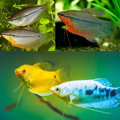 Trichogaster Trichopterus - Gouramis assortis 6-8 cm